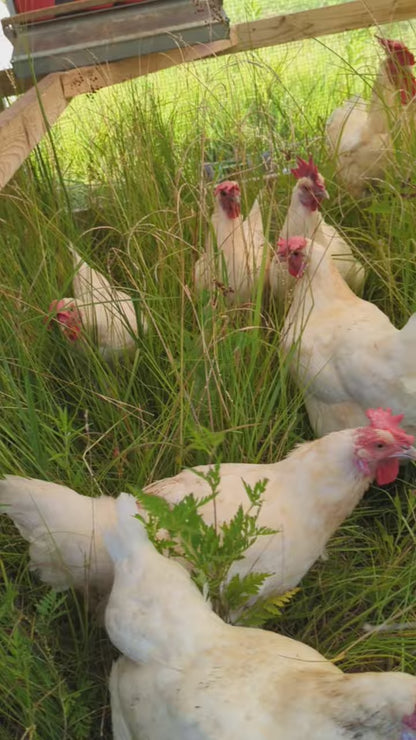 Polluelos de Bresse blancos (sin determinar el sexo)