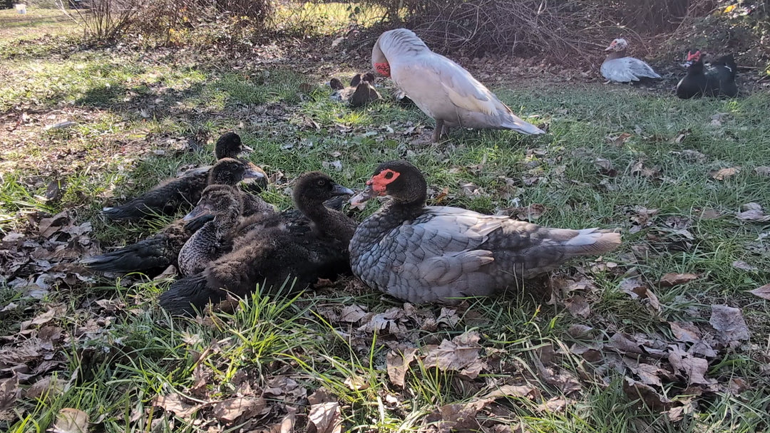 Muscovy Ducklings - Quiet Hardy Dual-Purpose Breed for Eggs & Meat