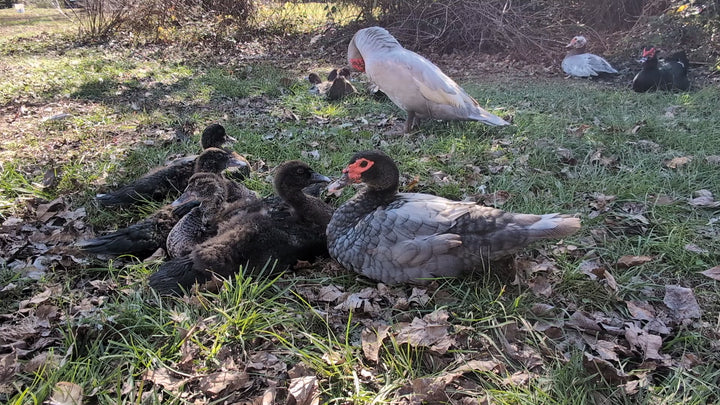 Muscovy Ducklings - Quiet Hardy Dual-Purpose Breed for Eggs & Meat