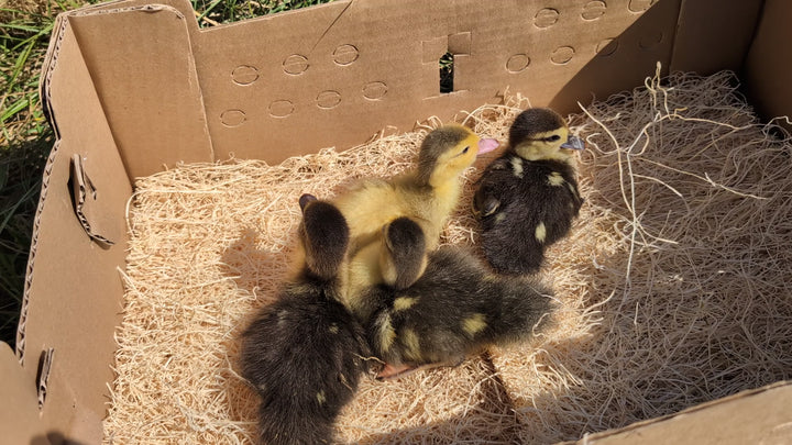 Muscovy Ducklings - Quiet Hardy Dual-Purpose Breed for Eggs & Meat