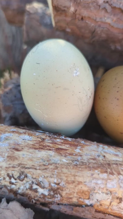 Olive Egger Fertile Hatching Eggs - F1-F7 Generation Chickens