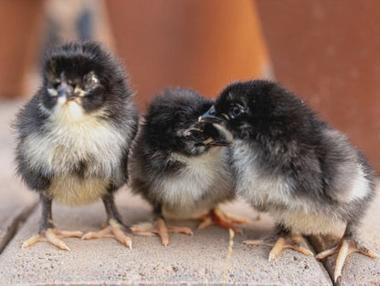Poussins Marans Cuivrés Noirs (non sexés)