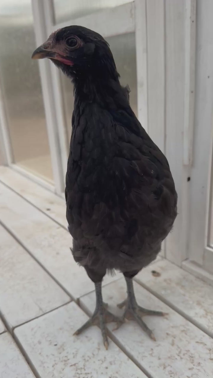 Resilient Black Australorp Hens - Prolific Egg Laying Chickens