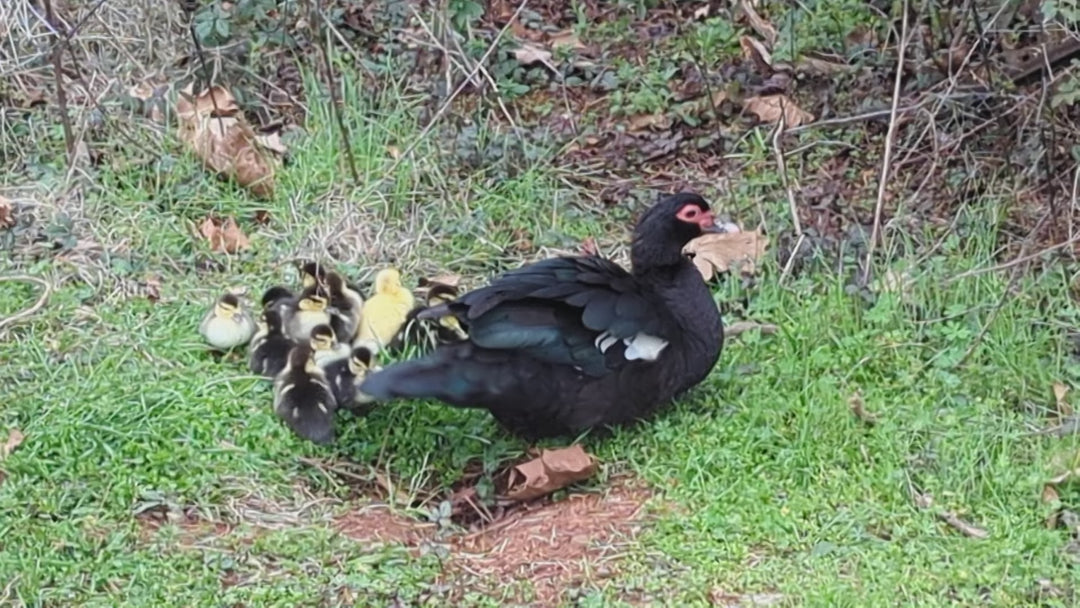 Muscovy Ducklings - Quiet Hardy Dual-Purpose Breed for Eggs & Meat