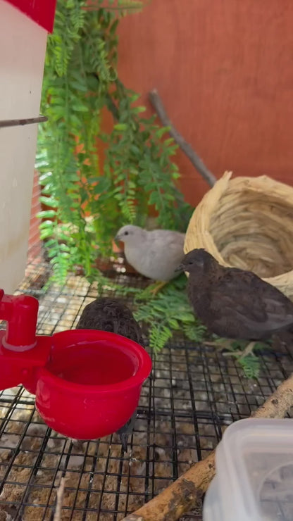 Button Quail Hatching Eggs – Tiny, Charming, and Beginner‑Friendly
