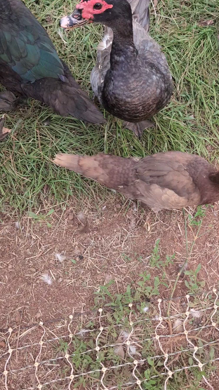 Muscovy Ducklings - Quiet Hardy Dual-Purpose Breed for Eggs & Meat