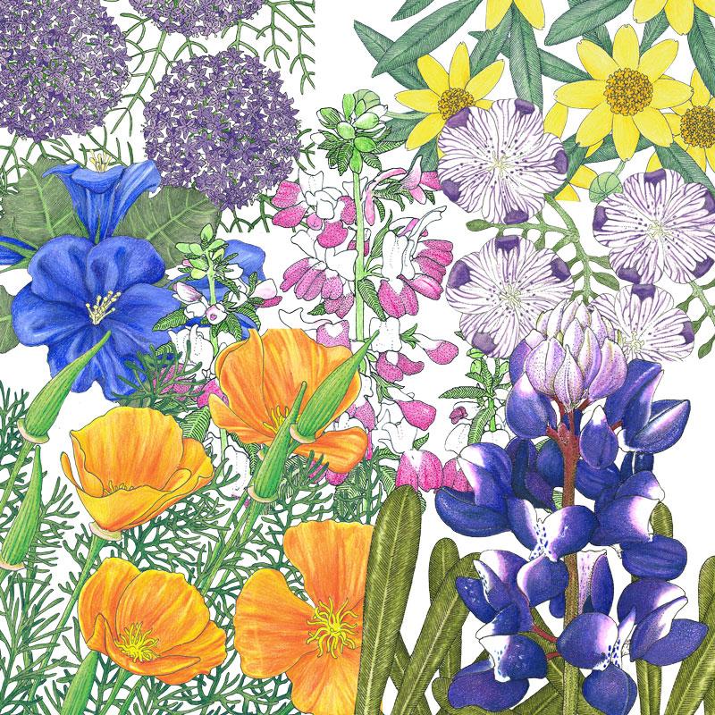 Peaceful Valley California Native Pollinator Blend (1/4 lb)