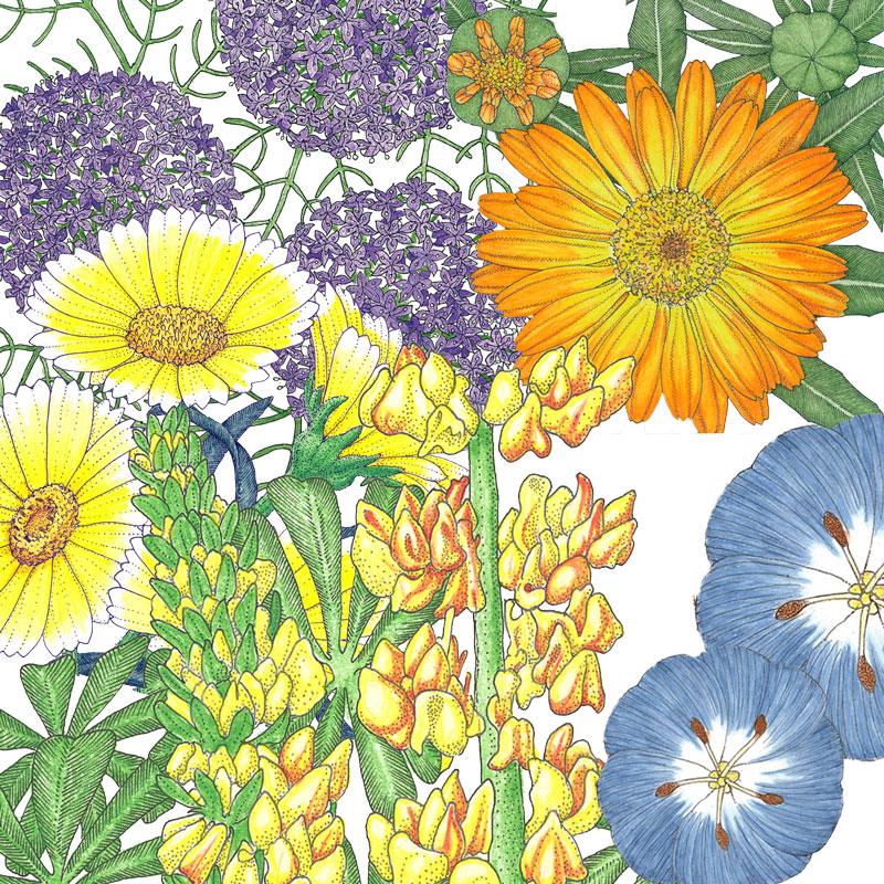 Peaceful Valley Flowering Pollinator Mix (lb)