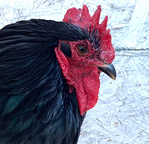 Natural herbal frostbite protection for chicken combs by Dahlia Pets, featuring a bright red comb on a black chicken.