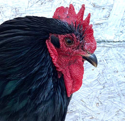 Natural herbal frostbite protection for chicken combs by Dahlia Pets, featuring a bright red comb on a black chicken.