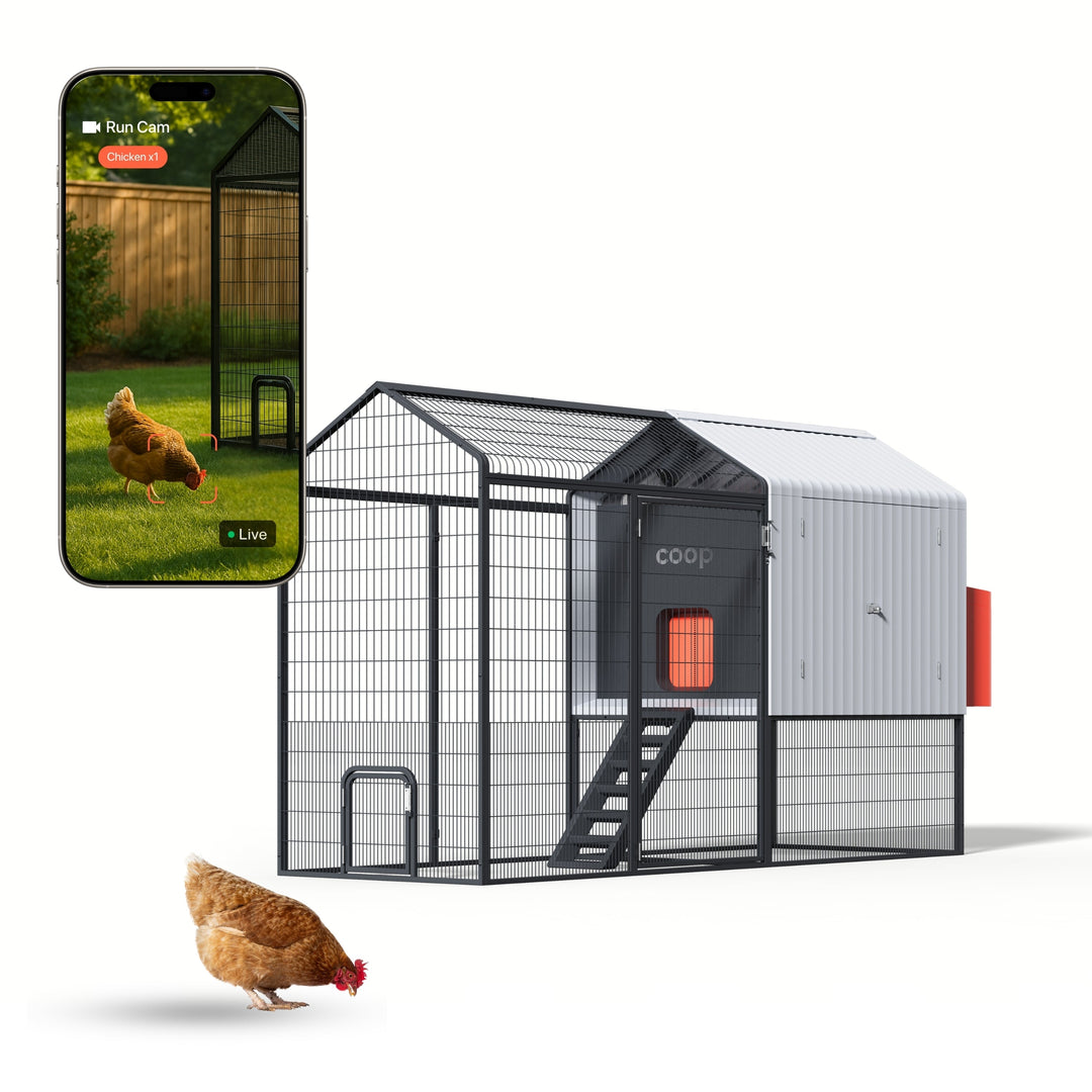 El gallinero inteligente + corral de acero (+ ¡pollitos gratis! 🐣)
