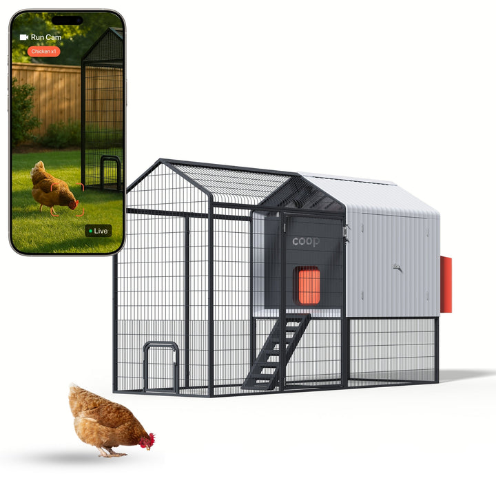 Automated chicken coop with a steel run, app-controlled AI cameras, and a red access door, designed for all-weather use.