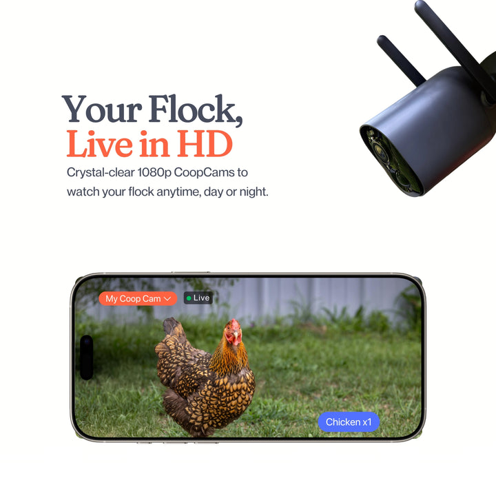 El gallinero inteligente + base (+ ¡pollitos gratis! 🐣)