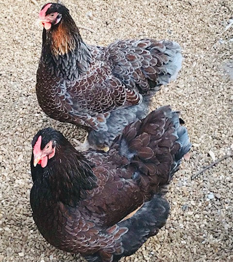 Blue Laced Red Wyandottes Chicks - FREE SHIPPING