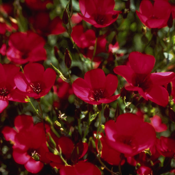 Flax, Scarlet (1/4 lb)