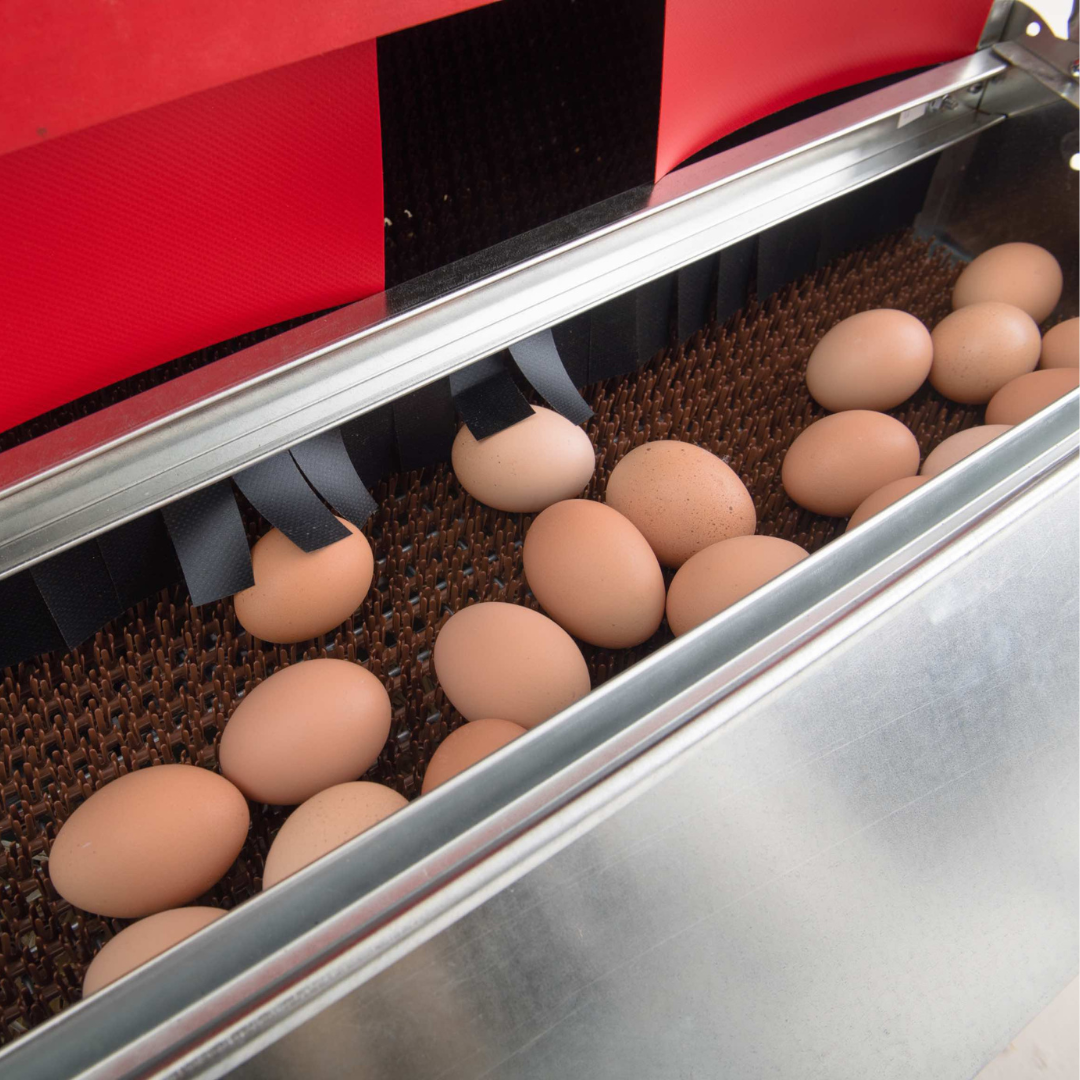 HenGear 24-inch galvanized rollout nest box for 20 hens, designed for backyard chicken coops.