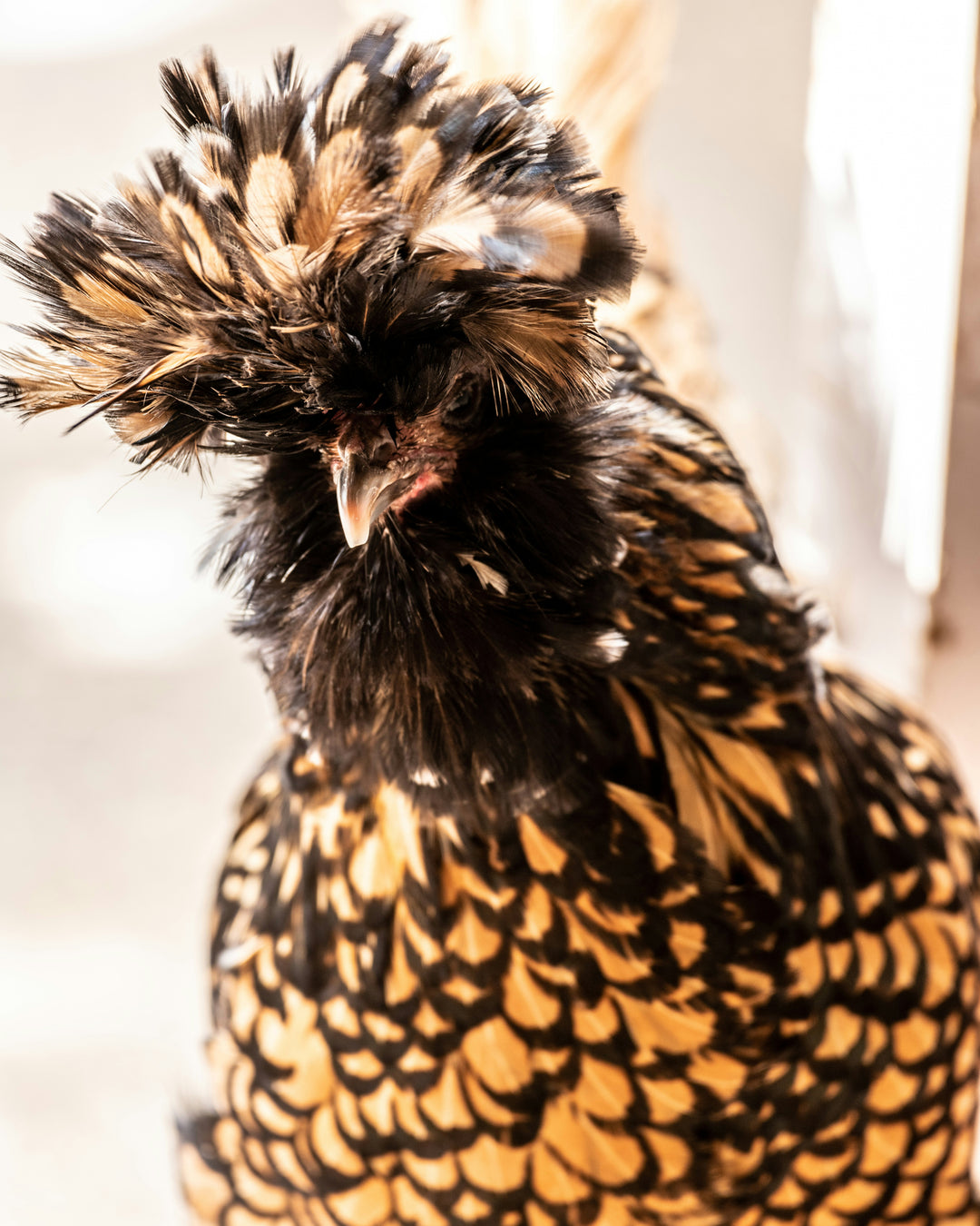 Golden Laced Polish Chicks (unsexed)
