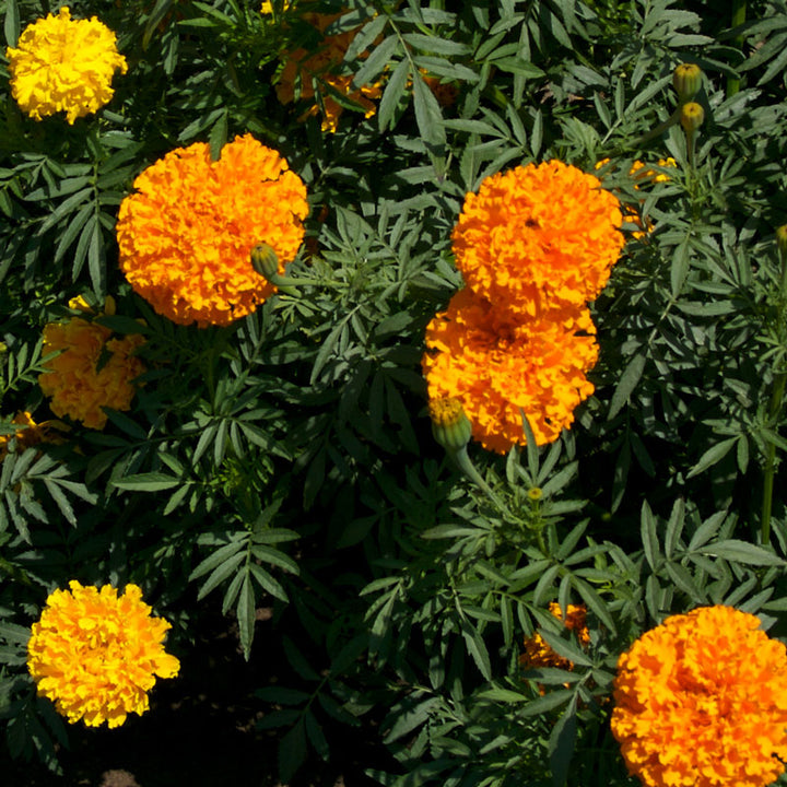 Marigold, African (lb)