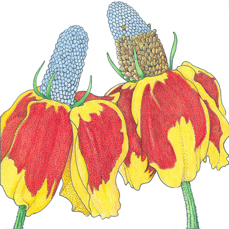 Mexican Hat (pack)