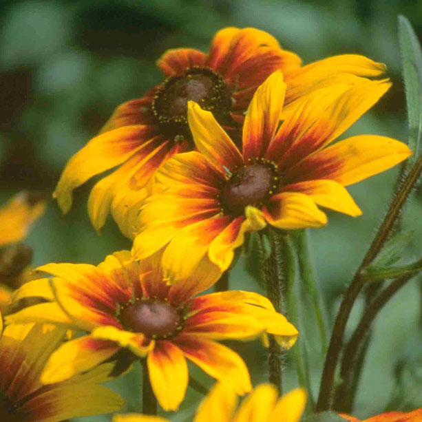 Daisy, Gloriosa (pack)