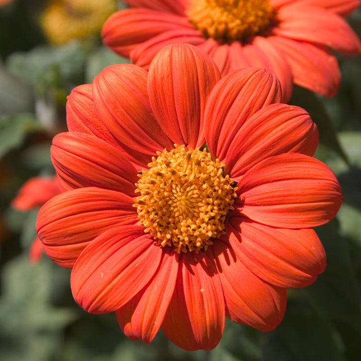 Mexican Sunflower (pack)