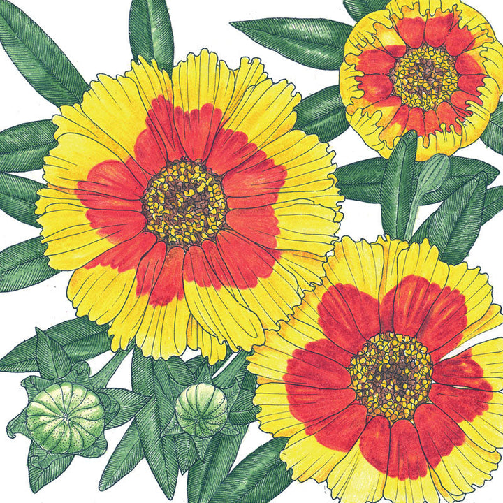 Coreopsis, Plains (pack)