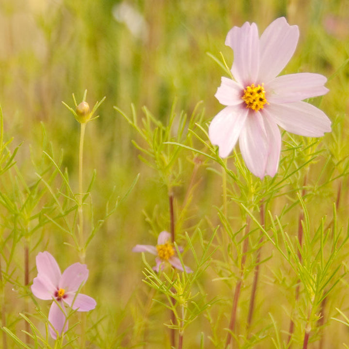 Cosmos, Sensation Mix (1/4 lb)