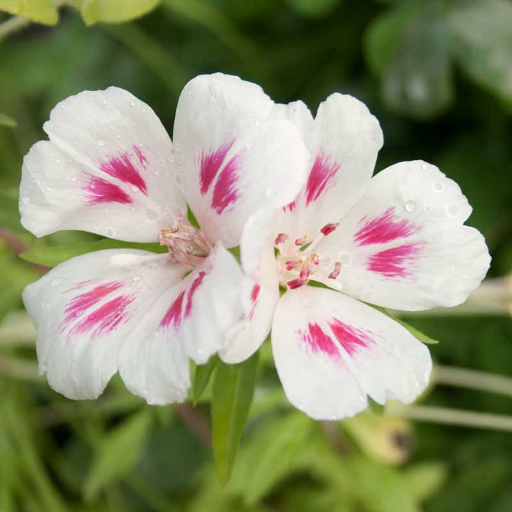 Godetia, Semi-Tall Single Mix (pack)