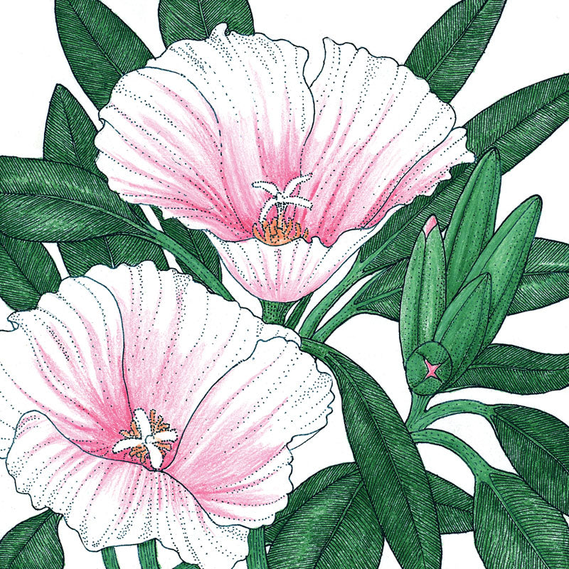 Godetia, Semi-Tall Single Mix (pack)