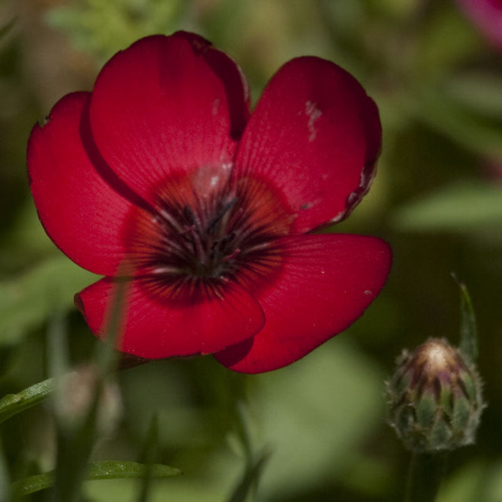 Flax, Scarlet (1/4 lb)
