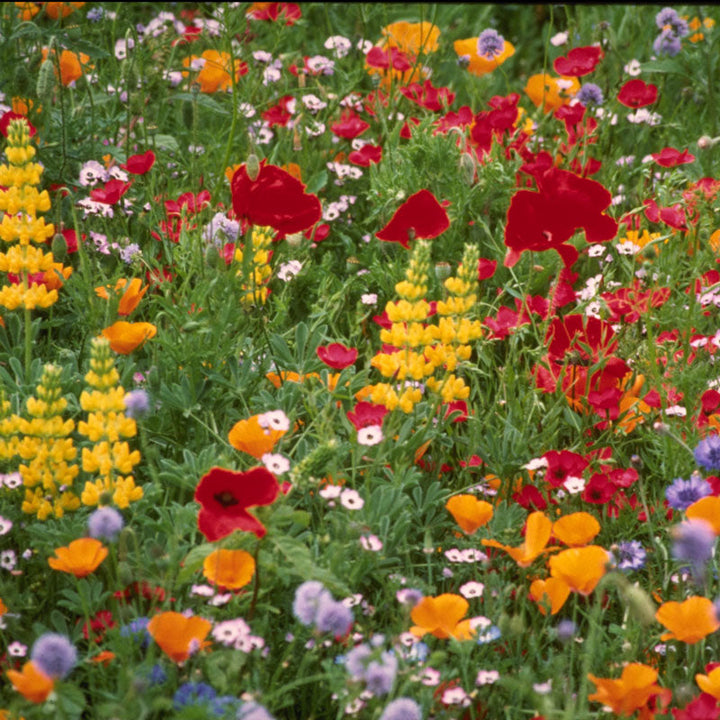 Northwest Wildflower Mix (1/4 lb)
