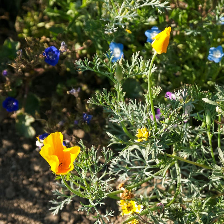 California Low-Growing Wildflower Mix (1/4 lb)