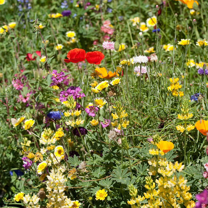 California Brilliant Wildflower Mix (pack)