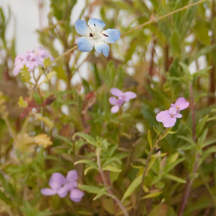 California Low-Growing Wildflower Mix (1/4 lb)