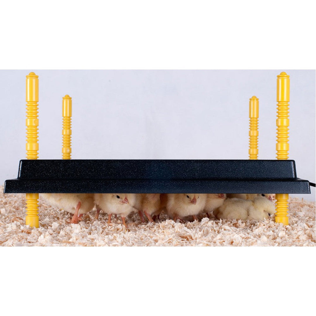 Heating Plate for Chicks (10" x 10") for 15-20 chicks