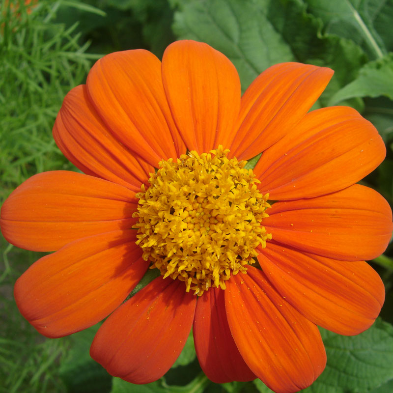 Mexican Sunflower (pack)