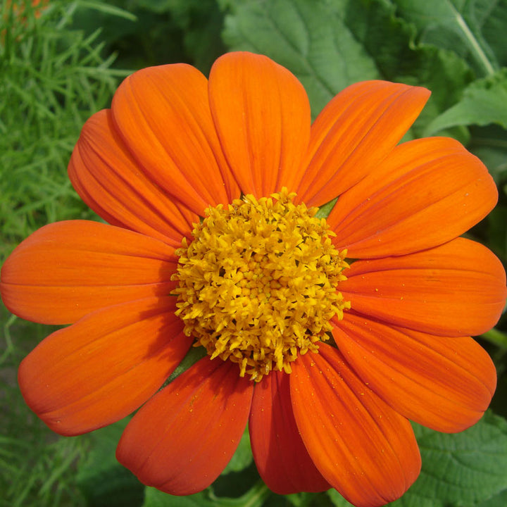 Mexican Sunflower (pack)