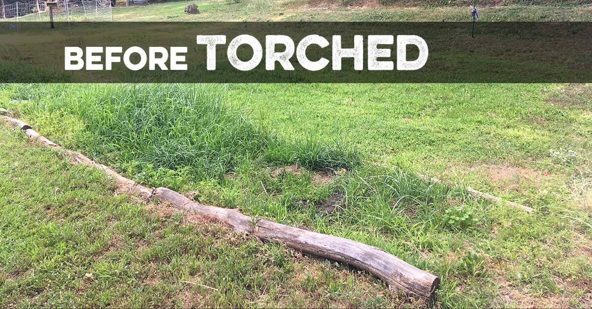 2.5-gallon bottle of Southland Organics torched all-natural weed killer for turf