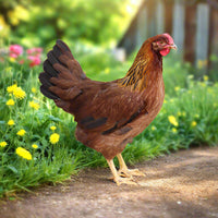 Speckled terra cotta eggs laid by hardy Welsummer hens from Az Chickens, showcasing vibrant feathers and alert temperament.