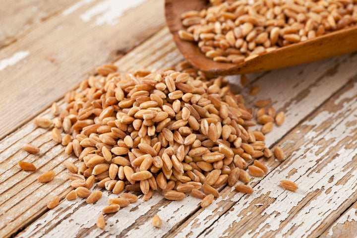 Non-GMO wheat seeds in a 3lb bag, ideal for sprouting, displayed on a rustic wooden surface.