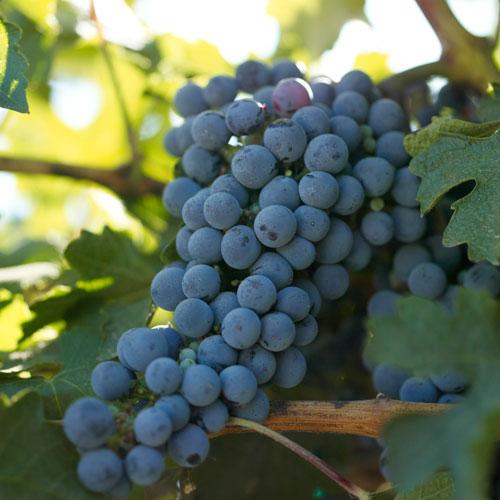 Cabernet Sauvignon Wine Grape Vine