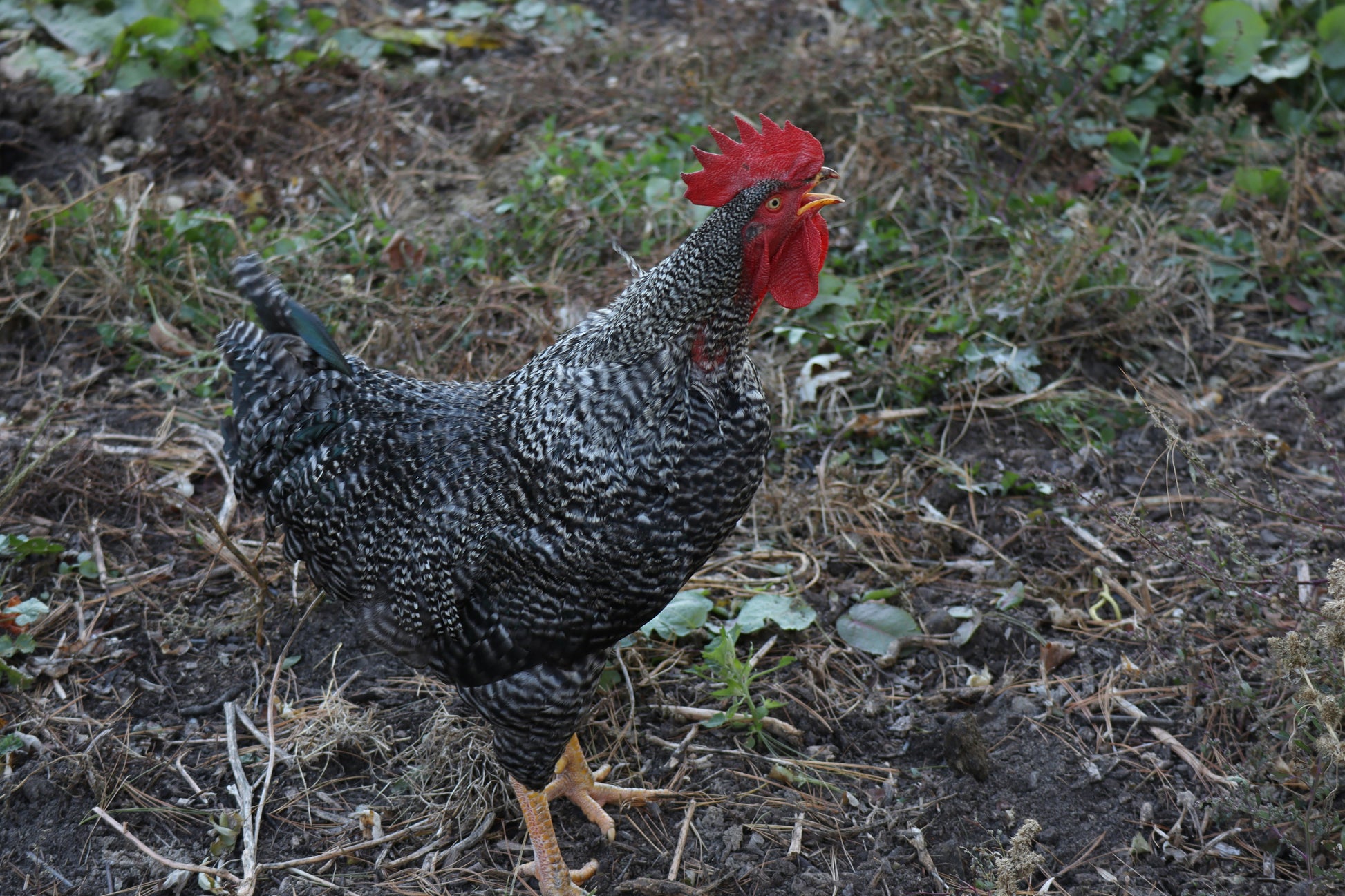 Barred Plymouth Rock chicks in yellow and black, raised by Az Chickens, ideal for dual-purpose egg production.