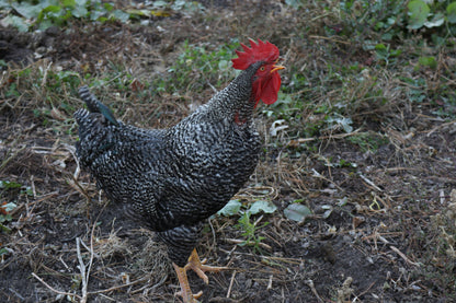Barred Plymouth Rock chicks in yellow and black, raised by Az Chickens, ideal for dual-purpose egg production.